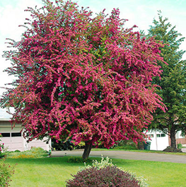     Crataegus laevigata Paul's Scarlet  